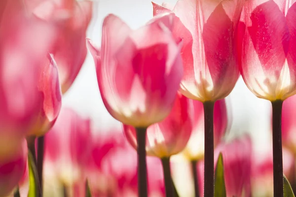 Hermoso primer plano macro tulipanes —  Fotos de Stock