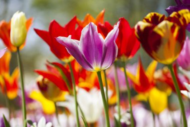 Makro Lale kadar güzel yakın