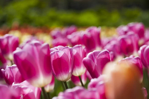 Tulipanes frescos de primavera —  Fotos de Stock