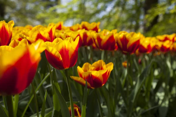 Tulipany świeże wiosenne — Zdjęcie stockowe