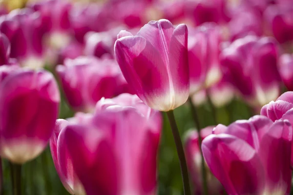 Verse lente tulpen — Stockfoto