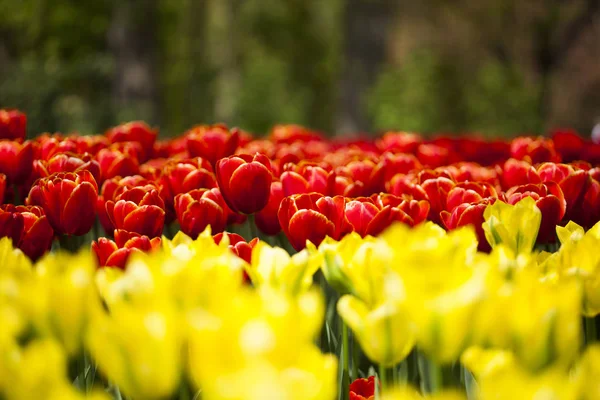 Beautiful close up macro tulips — Stock Photo, Image