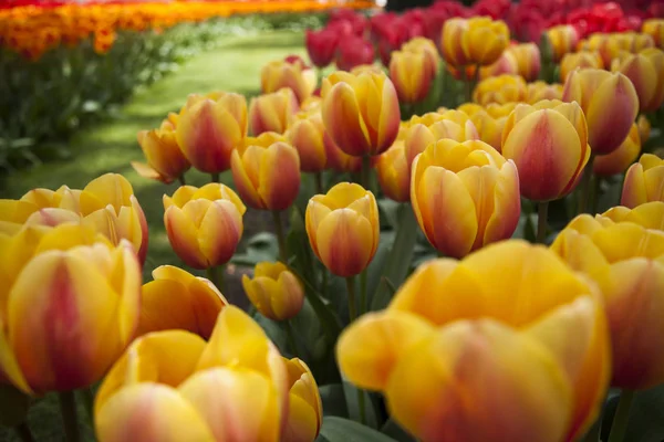 Tulipani freschi di primavera — Foto Stock