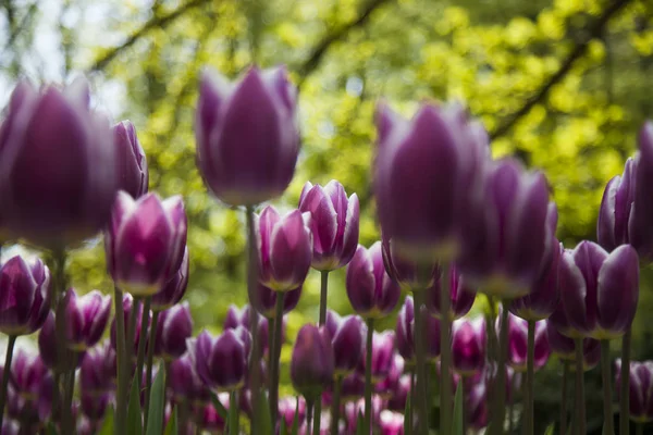 Tulipas frescas da primavera — Fotografia de Stock