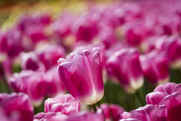Tulipany świeże wiosenne — Zdjęcie stockowe
