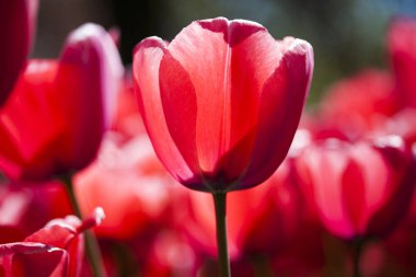 bahar çiçeği arkaplanı