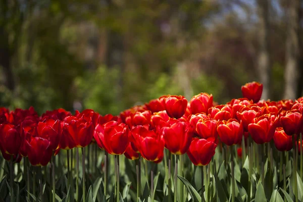 Primavera fiore sfondo — Foto Stock