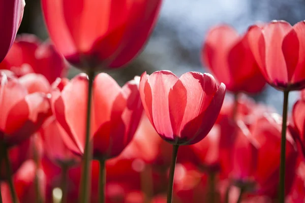 Krásná Detailní záběr makro tulipány — Stock fotografie