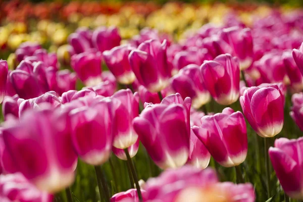 Tavaszi virág háttér — Stock Fotó