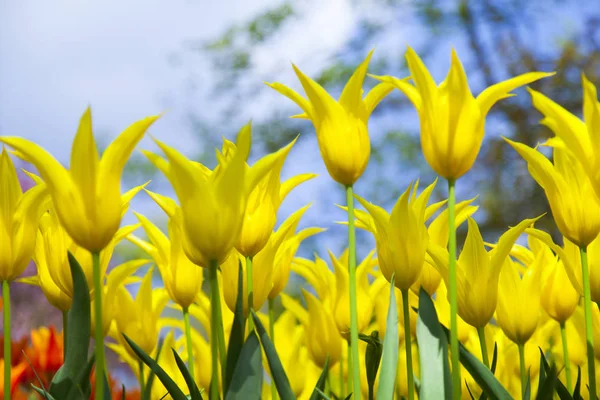 Lente bloem achtergrond — Stockfoto