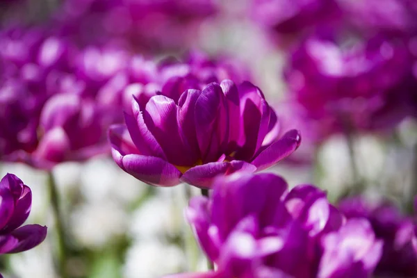 Fjäder blomma bakgrund — Stockfoto