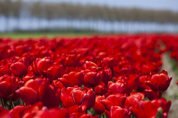 Primavera fiore sfondo — Foto Stock