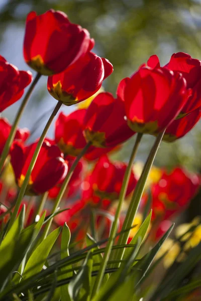 Spring flower background — Stock Photo, Image