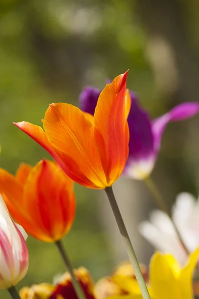 Jarní květina pozadí — Stock fotografie