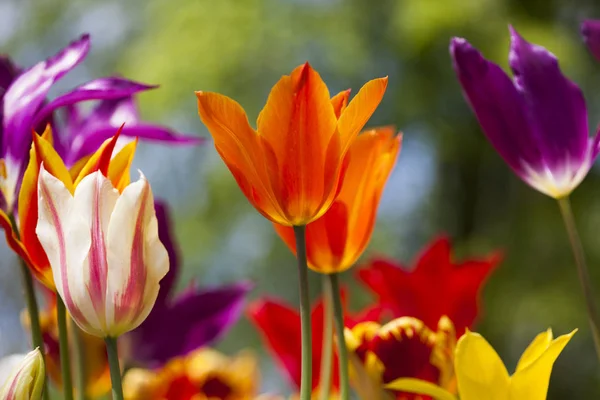 Frühling Blume Hintergrund — Stockfoto