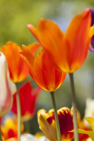 Schöne Makro-Tulpen aus nächster Nähe — Stockfoto