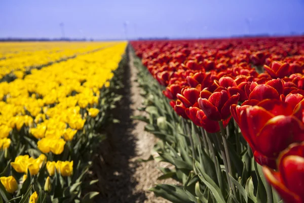 Spring flower background — Stock Photo, Image