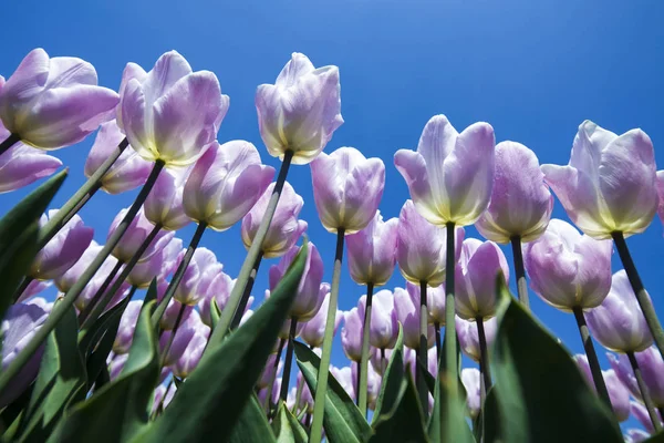 春の花の背景 — ストック写真