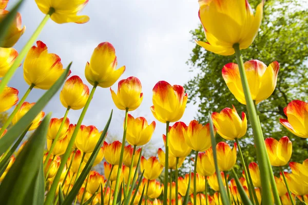 春の花の背景 ストック写真