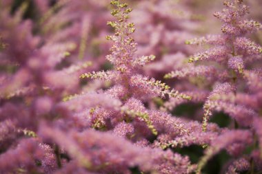 Closeup güzel çiçekler, makro çekim