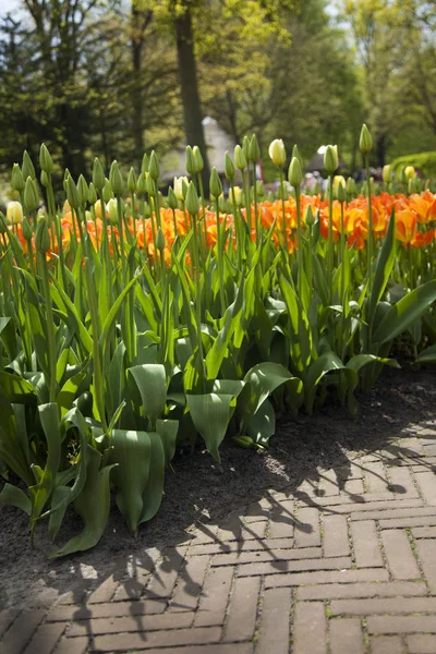 Primavera flor fondo — Foto de Stock