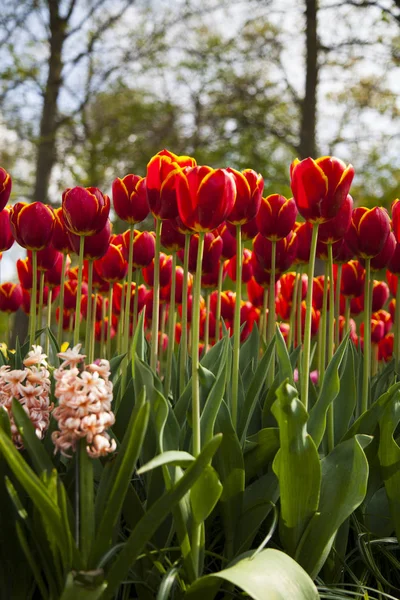 봄 꽃 배경 — 스톡 사진