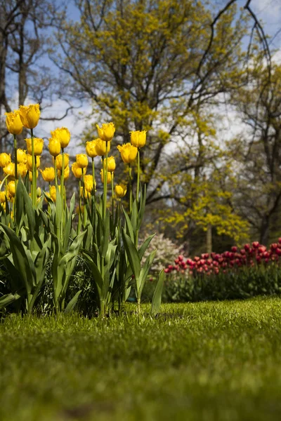 Spring flower background — Stock Photo, Image