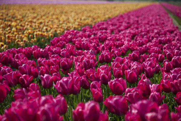 Frühling Blume Hintergrund — Stockfoto