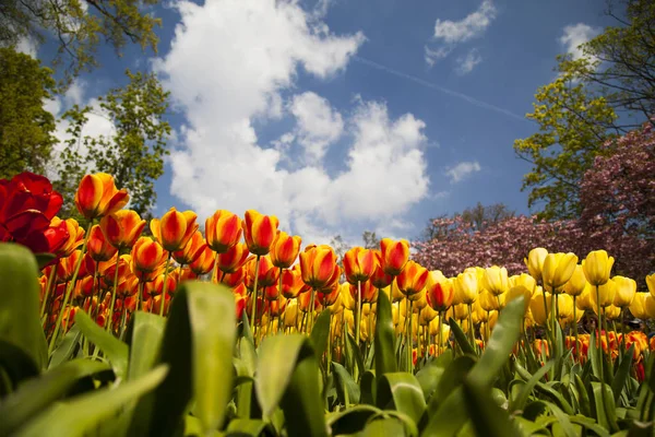 Lente bloem achtergrond — Stockfoto