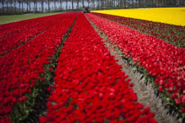 bahar çiçeği arkaplanı