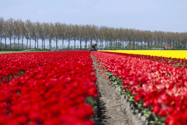 Primavera fiore sfondo — Foto Stock