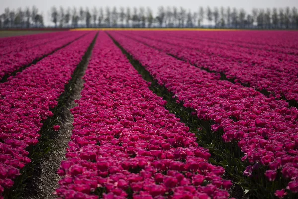 Lente bloem achtergrond — Stockfoto