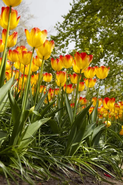 Primavera fiore sfondo — Foto Stock