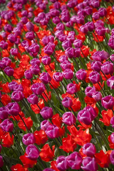 Frühling Blume Hintergrund — Stockfoto