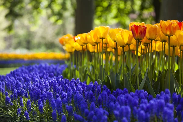 Spring flower background — Stock Photo, Image