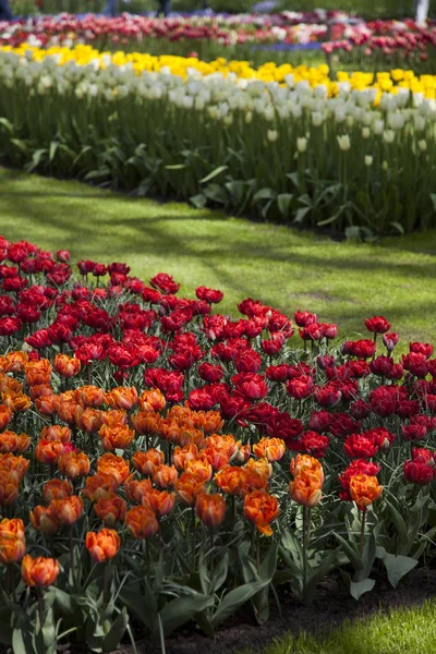 Spring flower background — Stock Photo, Image