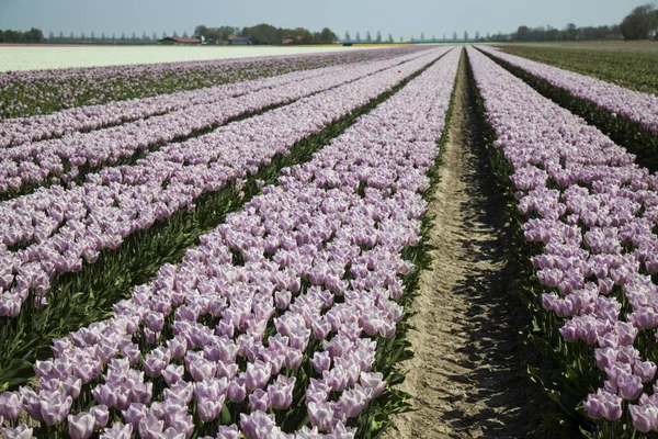 Primavera fiore sfondo — Foto Stock