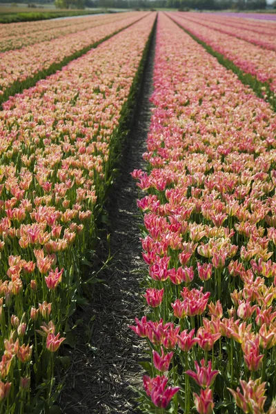 Primavera fiore sfondo — Foto Stock