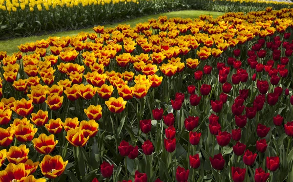 Frühling Blume Hintergrund — Stockfoto