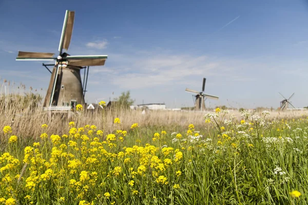 Wiatraki w Kinderdijk w Holandii — Zdjęcie stockowe