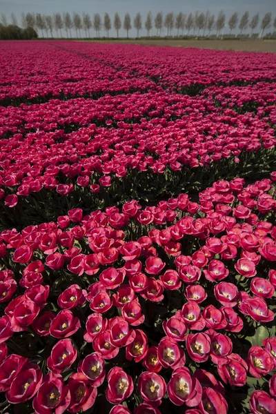 Spring flower background — Stock Photo, Image