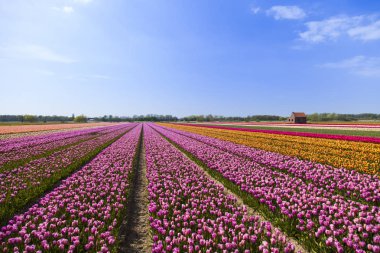 bahar çiçeği arkaplanı