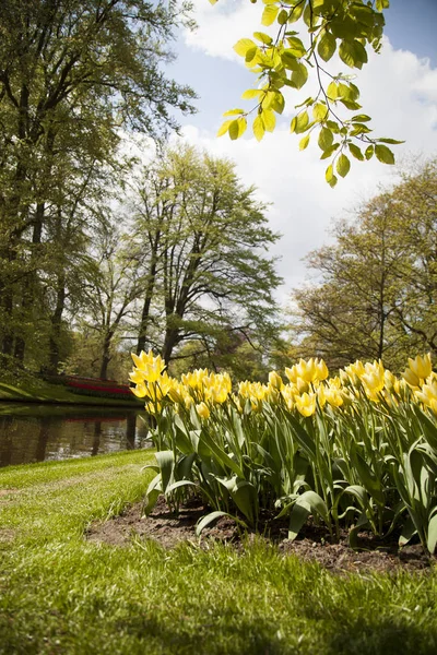 Spring flower background — Stock Photo, Image