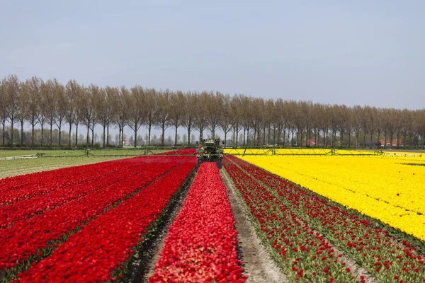 Spring flower background — Stock Photo, Image