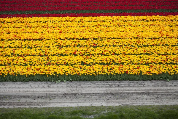 Campo di tulipani sfondo colorato — Foto Stock