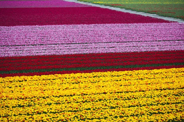 Тюльпани поле барвистий фон — стокове фото