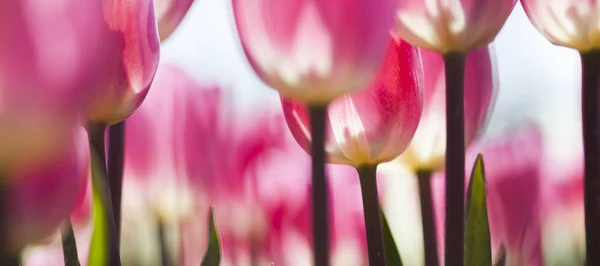 Jarní květina pozadí — Stock fotografie