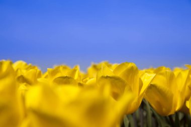 bahar çiçeği arkaplanı