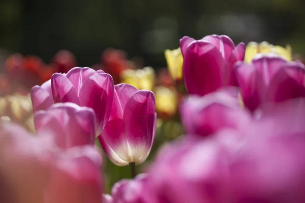 Printemps fond de fleur — Photo