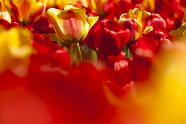 Fresh spring tulips — Stock Photo, Image